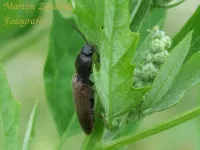 Roodaarskniptor [Athous haemorrhoidalis]